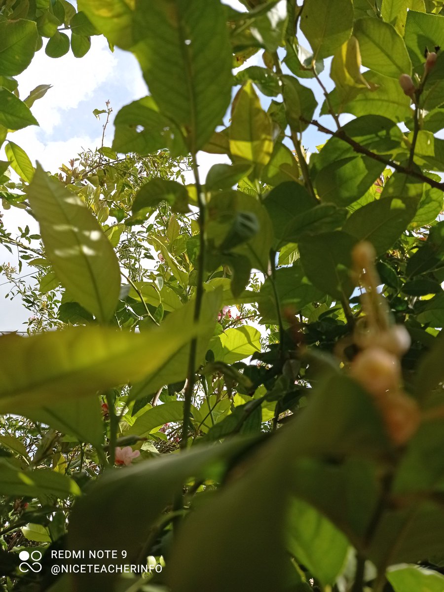 niceteacherinfo's tweet photo. Nature & I #Springisbeautiful #Ilovenature 💚🌼🌳 https://t.co/ecDbsgmnXH