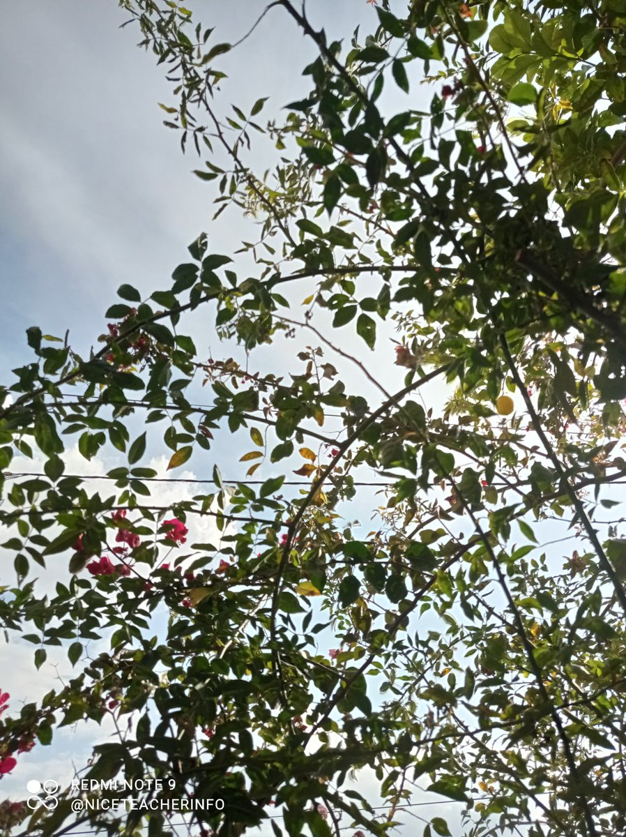 niceteacherinfo's tweet photo. Nature & I #Springisbeautiful #Ilovenature 💚🌼🌳 https://t.co/ecDbsgmnXH