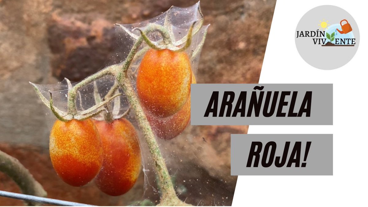 Video número 51!!
Hoy hablamos sobre la peor plaga que puede atacar nuestro jardín, en especial nuestros Tomates: la ARAÑUELA ROJA. Vemos cómo identificarla, cómo combatirla y cómo prevenirla.
-
Link: youtu.be/D8WjmKGjR3k