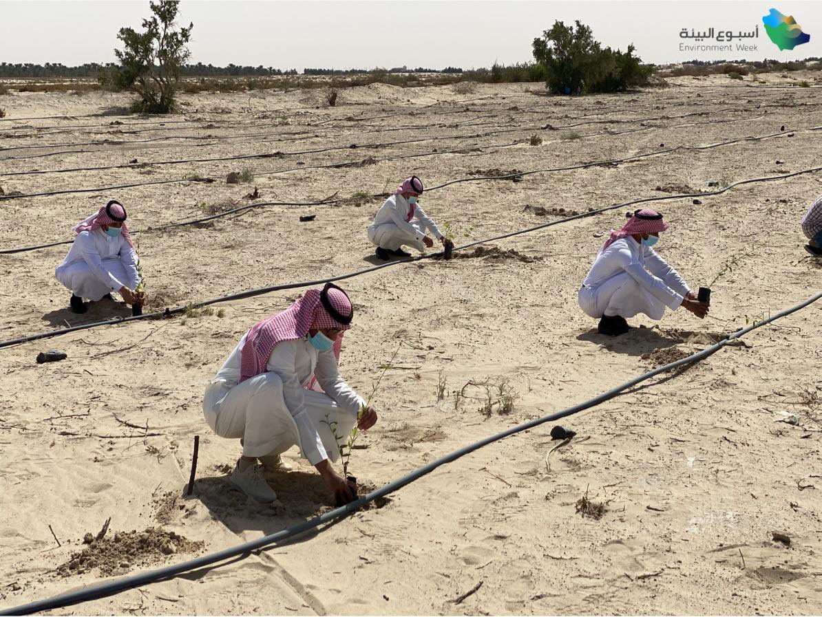 ncvcksa's tweet photo. ضمن فعاليات أسبوع البيئة #البيئة_لنا_ولأجيالنا 
تم زراعة ( ١٠٠٠ شتلة ) في منتزه الأحساء الوطني. https://t.co/jmyWzXhjOF
