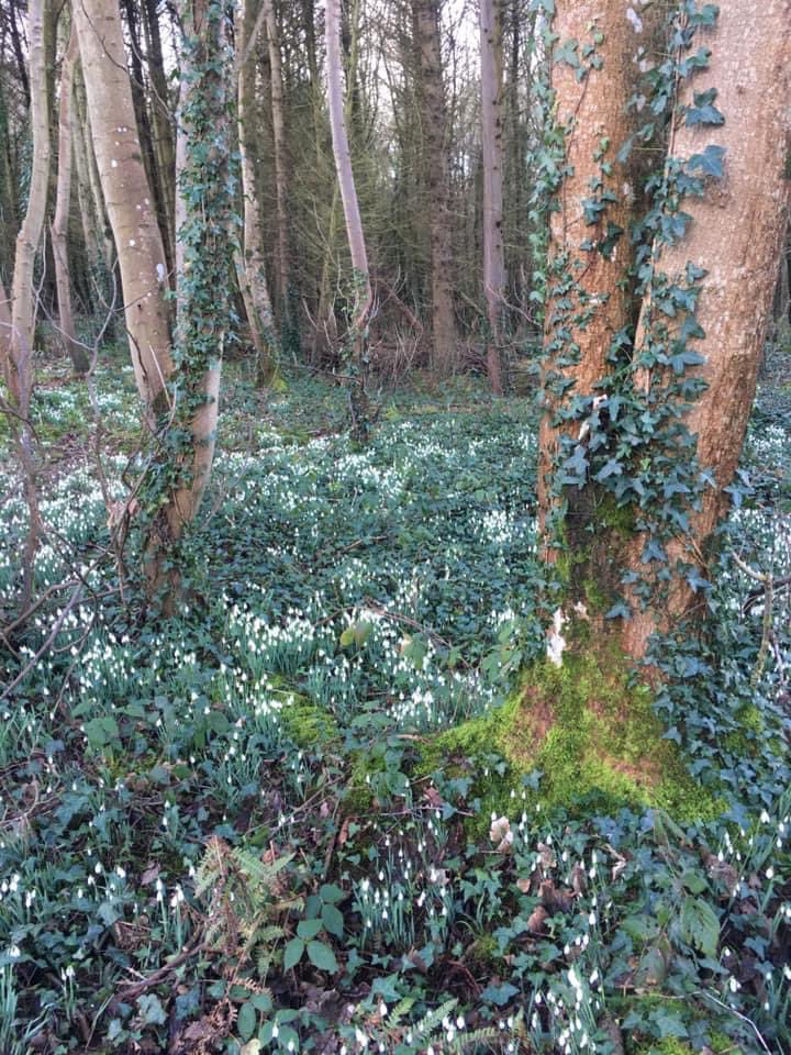 JuliaBradbury's tweet photo. There is a plan to destroy 109,265.00 square metres of ancient #woodland.That's the equivalent of 15 #football pitches,  in a nature reserve in Wales... What do you think? 
  https://t.co/p0gW8HyOVN