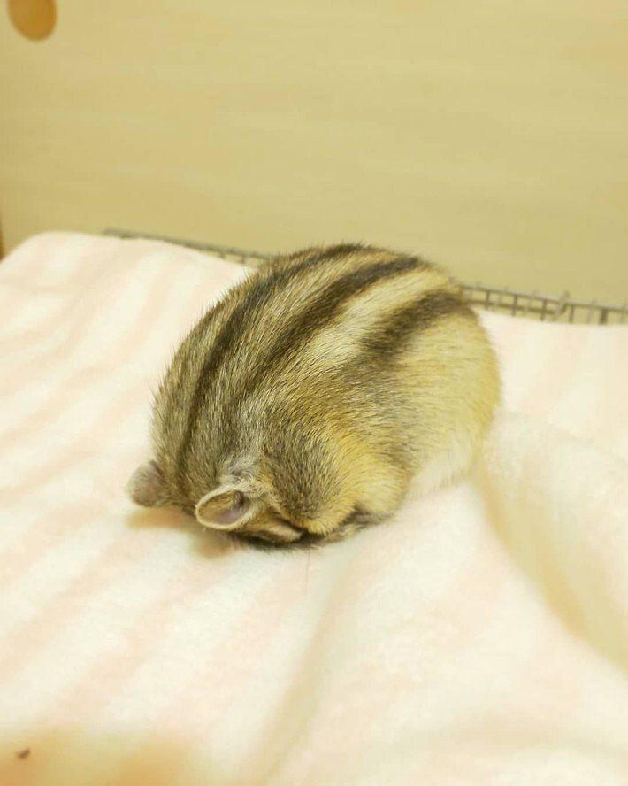 해달🐹🇰🇷 tweet media