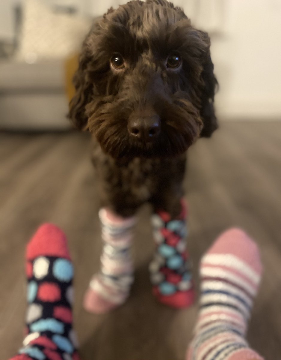 haw_dudley's tweet photo. Me and my human are thinking of our many special friends today!  And we will be wearing our odd socks with pride tomorrow too 🧦🧦🧦#Worlddownsyndromeday2021 https://t.co/E7n3iY0slK