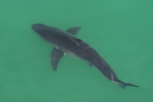CaFishing's tweet photo. One Of Biden’s Biggest Climate Change Challenges? The Oceans

A few years ago, marine biologist Kyle Van Houtan spotted an online video that he couldn’t quite believe. Read more...
https://t.co/KxIZuYvFF6 https://t.co/SVc9ezHKWI