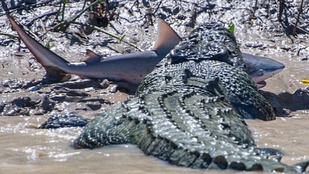 RT @GatorsDaily: WHOS THE APEX PREDATOR NOW https://t.co/dhXC2mMcZV