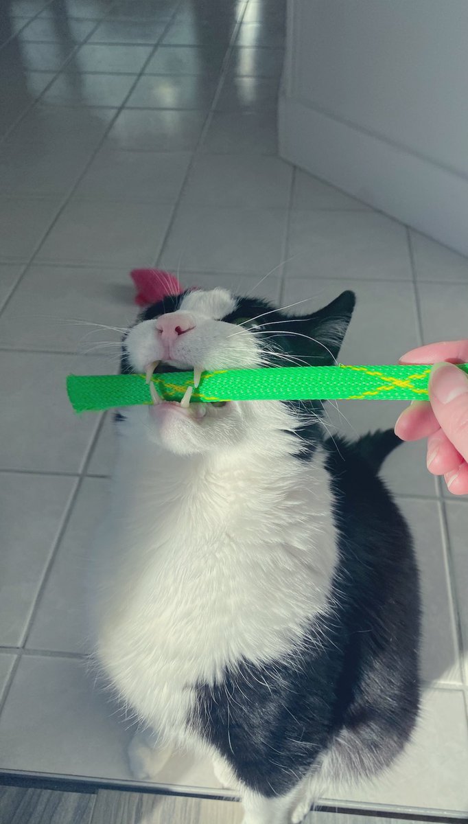 sarahmac2's tweet photo. Murdock has the TEEF. #catfangs https://t.co/RP6VOHDFZZ