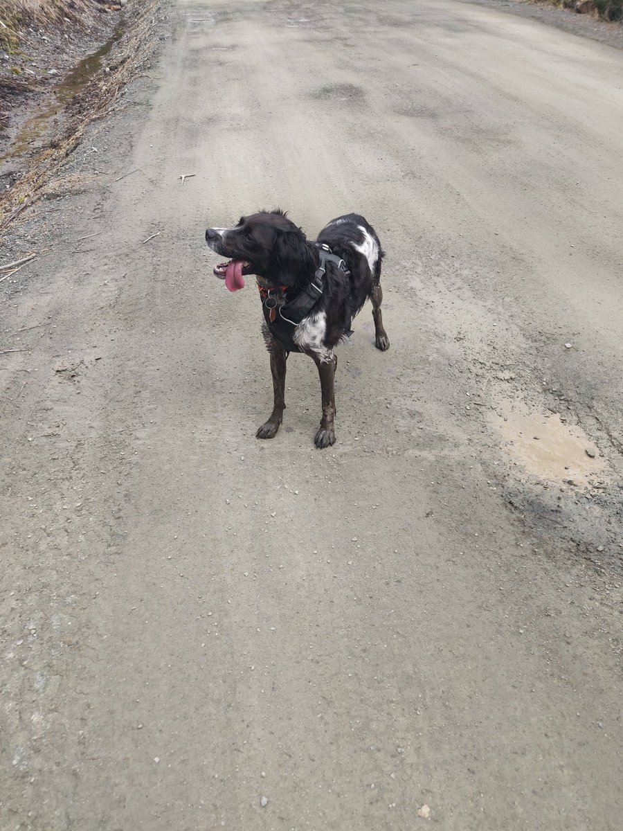 lindabear78's tweet photo. Almost forgot to claim my Dog Jog badge for #SpringofCMTR! Ran with these muddy buddies. https://t.co/w9GyfANJeQ