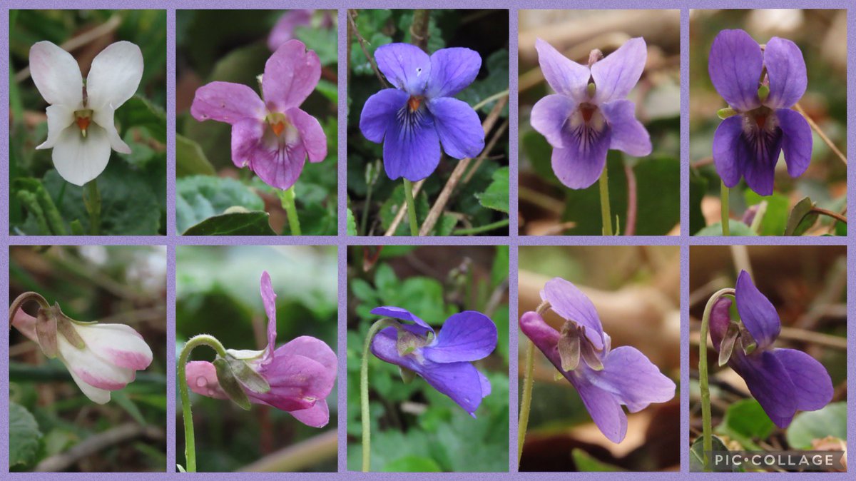 Lots of different colour forms of sweet violet Viola odorata in the Cotswold hedgerows and woodland @NTLodgePark today for #wildflowerhour’s #violetchallenge @BSBIbotany @wildflower_hour