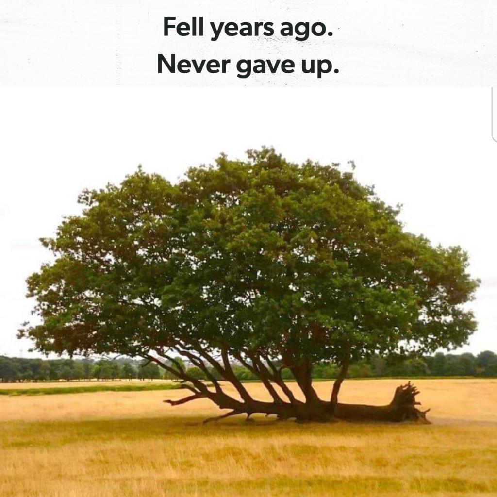 Things may be difficult right now. Things may not look how you thought they would. Just keep going. You never know what beautiful thing can grow out of your tribulation.