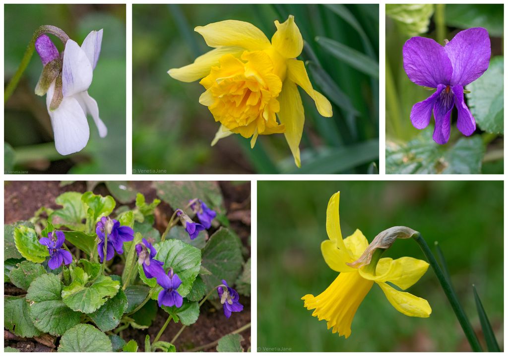'Imperial Purple, royal Gold,
Dame Nature's complimentary hues,
Your beauty never groweth old;
A sense of pleasure ye diffuse,
Like harmony amongst the hills,
Sweet Violets and Daffodils!' - James Rigg (1842-1907).
#wildflowerhour #violetchallenge #InternationalPoetryDay