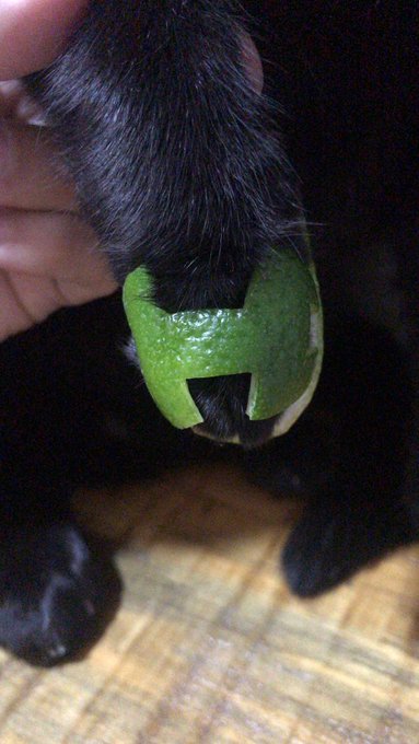 Resolvi testar o chinelinho de gato.    Para encomendas DM. Haha https://t.co/CAOFKBD3wm<a href="/tag/premiosexyhot"class="tags"><span>#premiosexyhot</span></a>