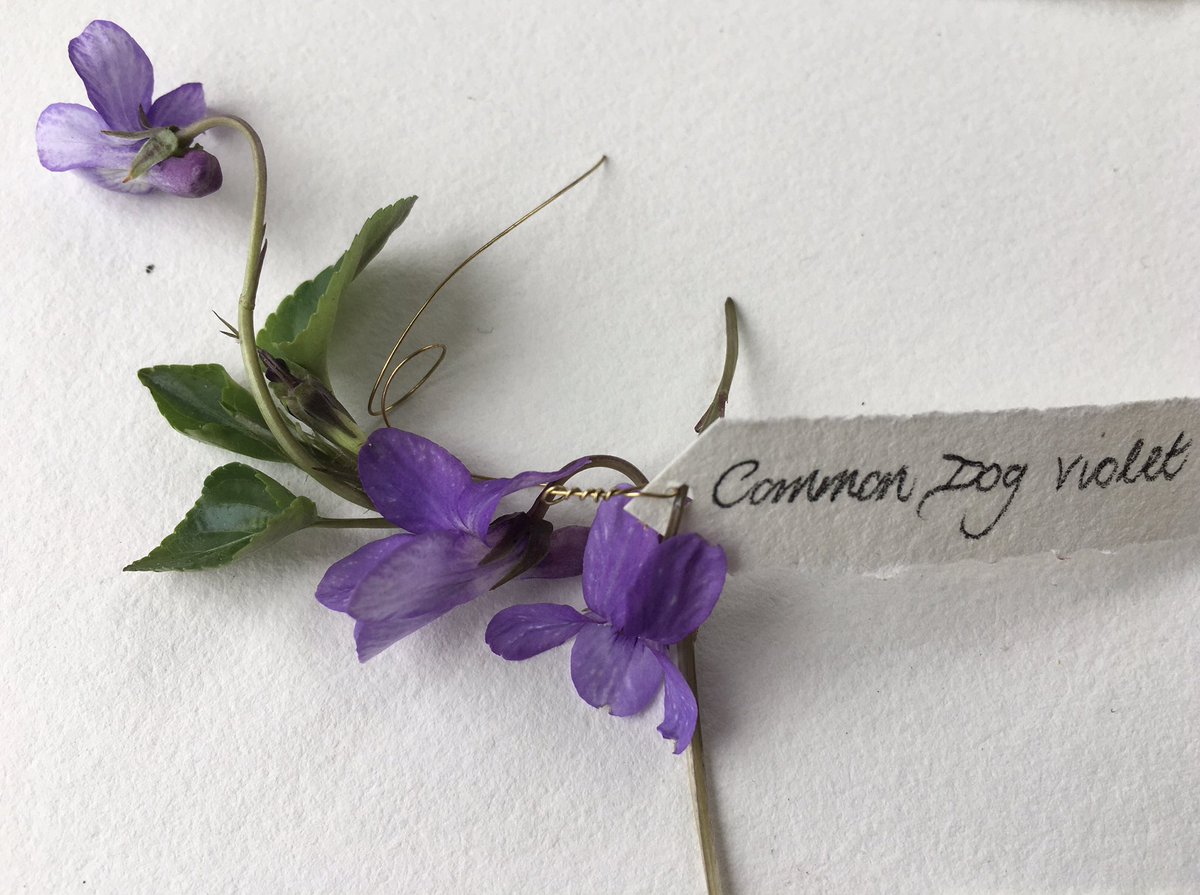 The wild violets of our wild garden. Favourite of all, Viola oderata, Persephone’s flower... amethyst bright petals, heart shaped leaves, heavenly scent; I am in love! #wildflowerhour #violetchallenge