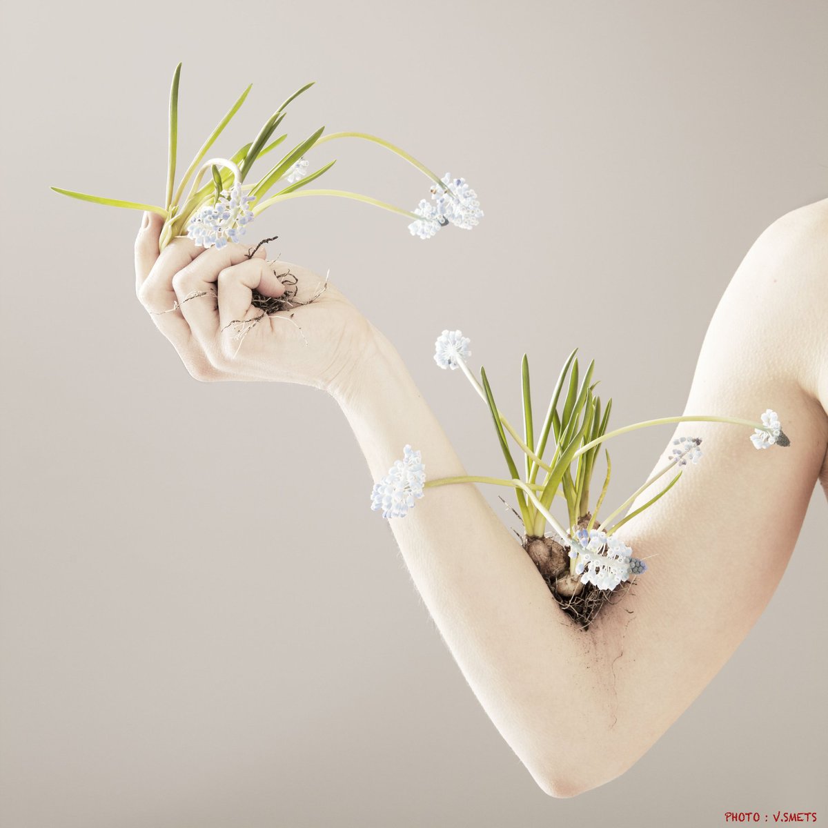 Des bulbes au creux de ma main, nourris de débris décomposés. Une année. Humus fertile de fébrilités solitaires. Serrons nos coudes pour un printemps solidaire 🌱

Photo Nine Smets 🙏🏼

#guerrillagardening #semailles #printemps #reveil #feuvertpourlaculture