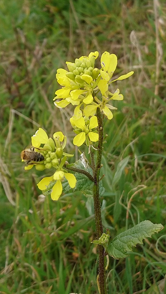 NativeFlowerUK's tweet photo. Charlock, also known as Field Mustard, making an early appearance on the Kent marshes! #charlock #wildflower #wildflowerhour #March https://t.co/ON9GkR8cV6