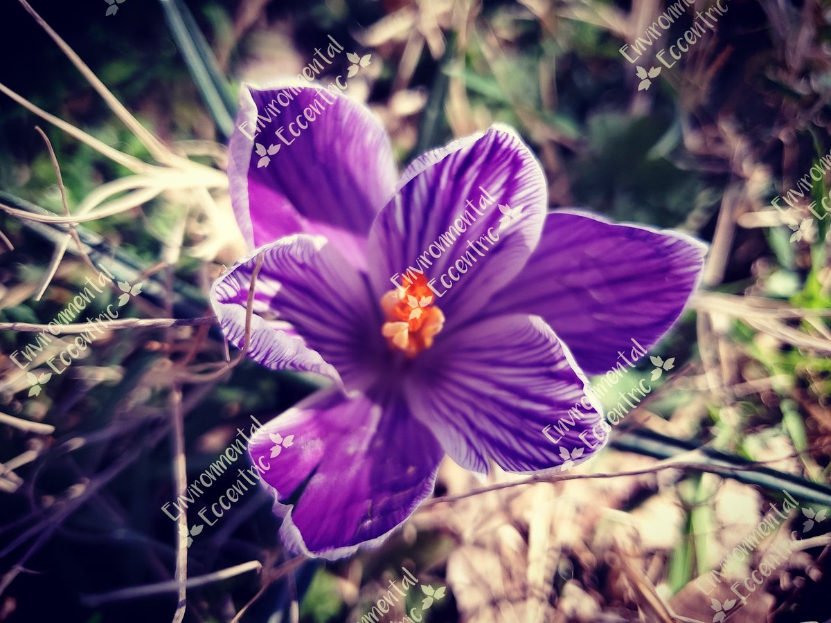 EnvEccentric's tweet photo. Hope returns like crocus in the spring. #Flower #CrocusVernus #Photography https://t.co/NIfwvjI6Wl