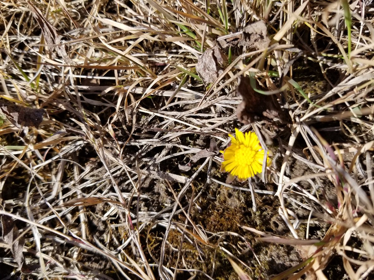 james_e_garratt's tweet image. #Coltsfoot just opening here along Cold Creek, 2wks late, although reported in #ROUGENUP a week ago. No #SpringPeepers or Woodcock here yet - also 1+wks late. #LateSpring