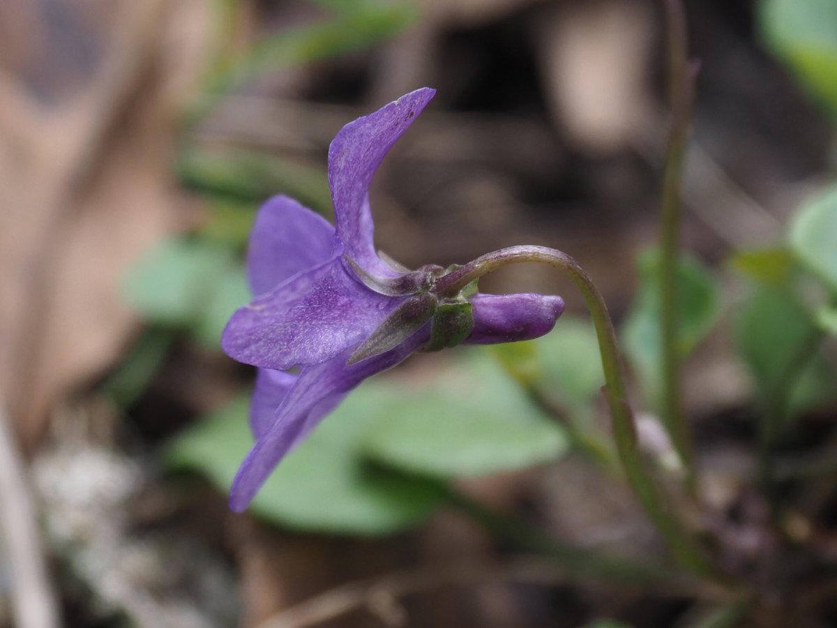 For #wildflowerhour #violetchallenge I found Early Dog Violet today on a road verge in my village near Faversham. Pointy sepals and tiny sepal appendages distinguishing them from Sweet violets and Common dog violets respectively.