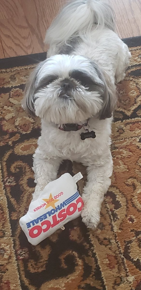 leeang1171's tweet photo. best dog member ever!
#costcomember @Costco https://t.co/JHZdoPtSrg