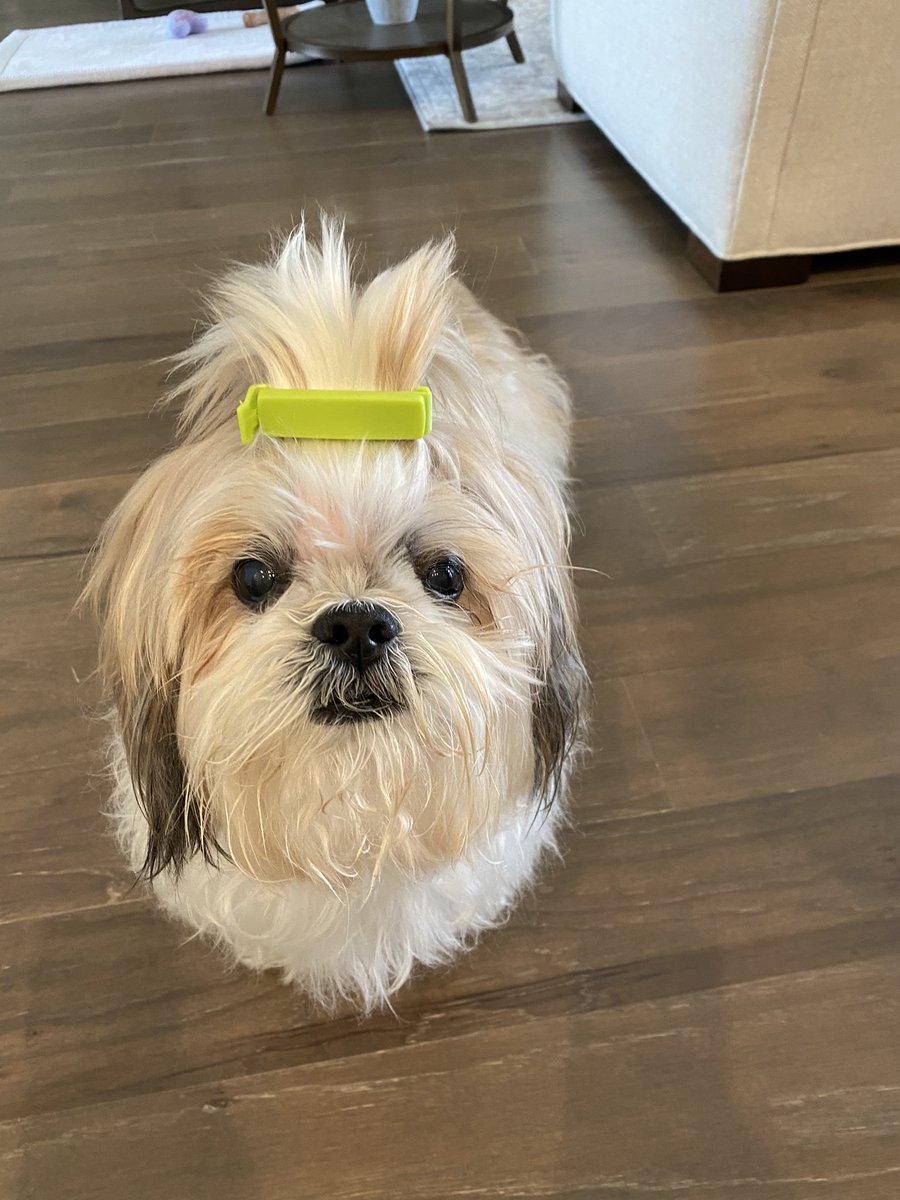 cardioPCImom's tweet photo. Found a new use for those chip bag closers...
#Innovation
#HugoHair
#ShihTzuStyle
#ICanSeeNow
@DrMarthaGulati @DrJenniferCo_Vu @KTamirisaMD @DBelardoMD @rajdoc2005 @saraceciliamtz @AnastasiaSMihai https://t.co/wwTDMWPOcn
