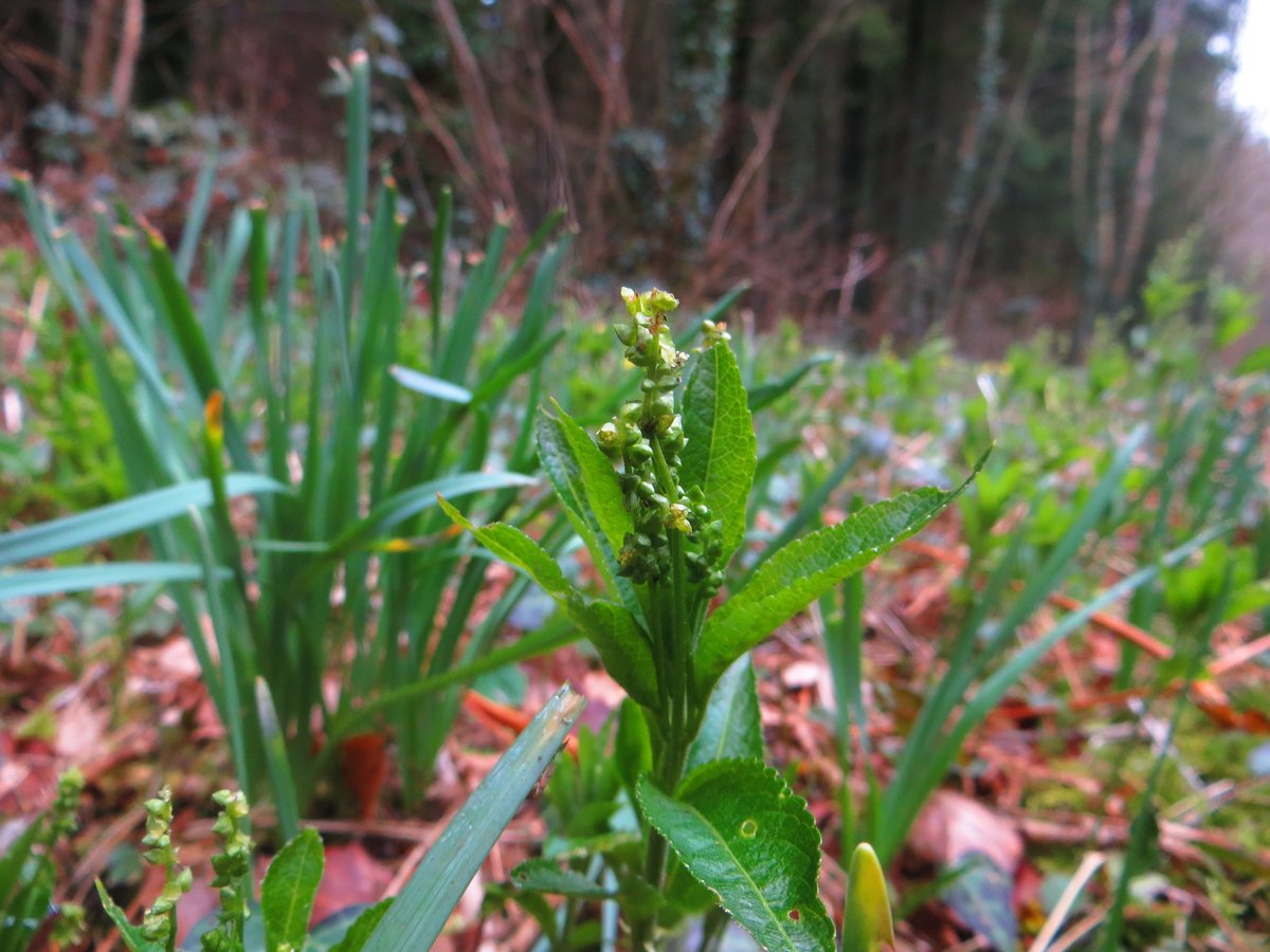 part_tom's tweet photo. Dog's Mercury, Wild Daffodils, Opposite-leaved Golden Saxifrage and Marsh Marigold. Narcotic, poison, wart treatment, salad component, emetic, protection from witches... but which is which?! #wildflowerhour @BSBIbotany https://t.co/1zFISmFBnG