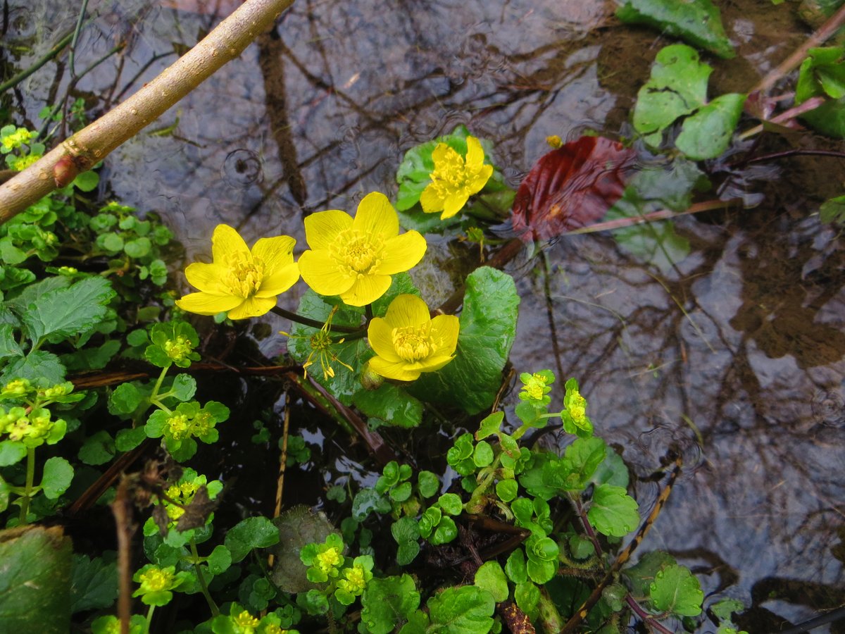 part_tom's tweet photo. Dog's Mercury, Wild Daffodils, Opposite-leaved Golden Saxifrage and Marsh Marigold. Narcotic, poison, wart treatment, salad component, emetic, protection from witches... but which is which?! #wildflowerhour @BSBIbotany https://t.co/1zFISmFBnG