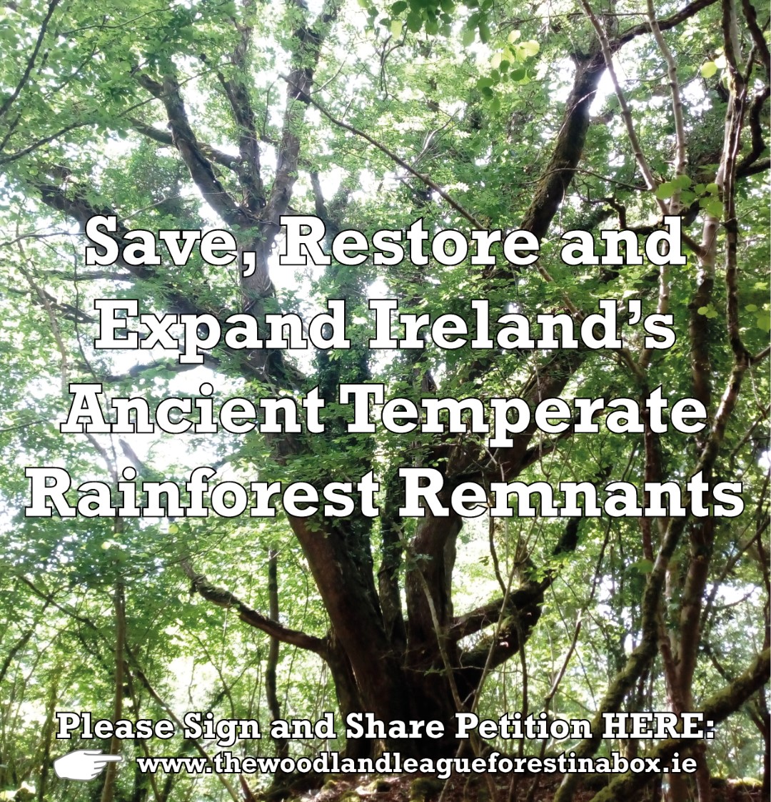 woodlandleague's tweet photo. On International Forest Day Please Sign petition with 3 Actions, Restore Ancient Forests, Create Forest Corridors to Connect them and Reform Coillte to Support the Above. Less than 0.2% Standing Ancient Forests ! #IntlForestsDay #saynotofakeforests @pippa_hackett @jimfitzpatrick https://t.co/acckkClLp6