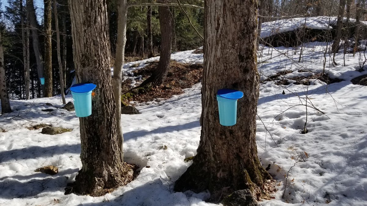 lovretta's tweet photo. Okay, Canada. It's about that time 🍁🥞 #SyrupSeason #ITappedThat https://t.co/ANVPmCielD