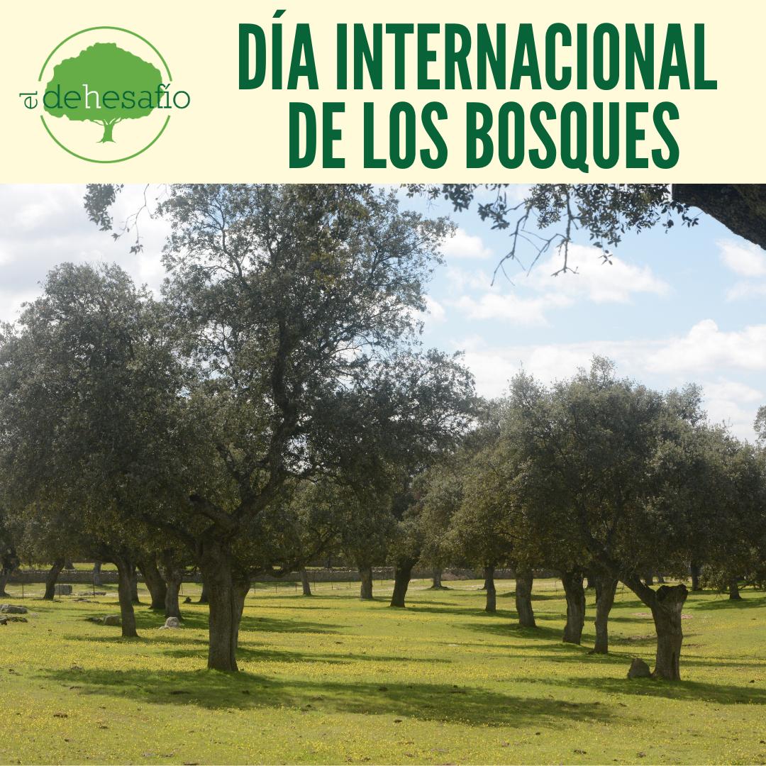 eldehesafio's tweet photo. 🌲 🌳 Hoy  celebramos el #DíaInternacionalDeLosBosques

¿Sabes lo que hace un bosque por ti? 🌞
Filtran y limpian el agua, purifican el aire, nos proveen de alimentos, sirven de hábitat para diversas especies... 🌳 ¡Indispensables en la vida, cuídalos bien! 
#ElDehesafío https://t.co/SJ6KUr9QGs