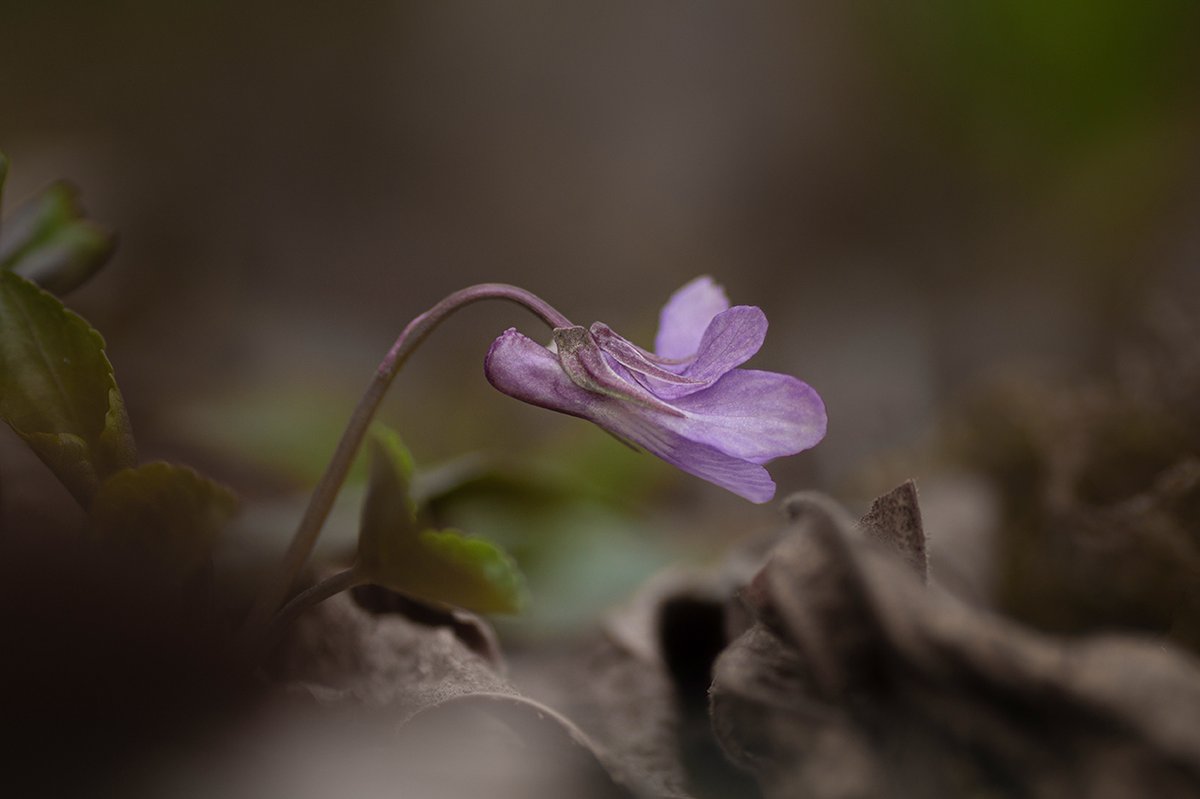 Early dog violet, Viola reichenbachiana.
#wildflowehour #VioletChallenge