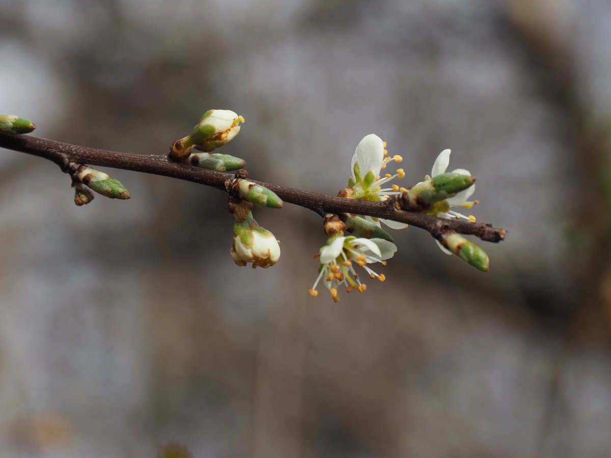 Hedgerow trees flowering today near Faversham. Cherry plum with flowers on green young twigs, and reflexed sepals and Blackthorn having smaller flowers on brown twigs and sepals that are spreading rather than reflexed. #wildflowerhour