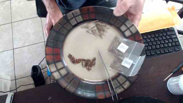 drake_monroe's tweet image. 'Cause I'm #BoutDatLife and #SeedsGrowLikeCrypto, I'm investing in some #BlackBamboo