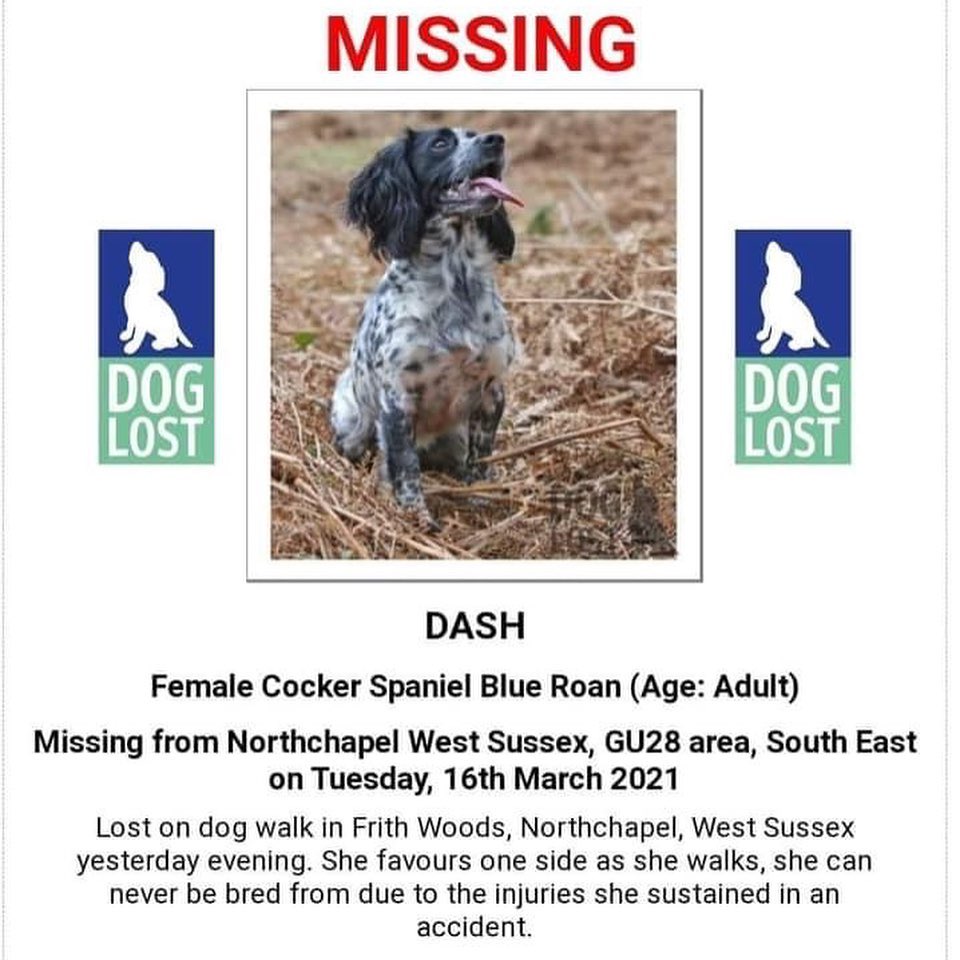The_Animal_Team's tweet photo. #Dash Blue Roan #CockerSpaniel #missing from #Northchapel #WestSussex #GU28 area, 16/3/21. #Lost on dog walk in #FrithWoods. She favours one side as she walks. https://t.co/tomuqnDxFP Contact details on poster. #dogs #dogsoftwitter #MissingSpaniel https://t.co/eE63BdLE48