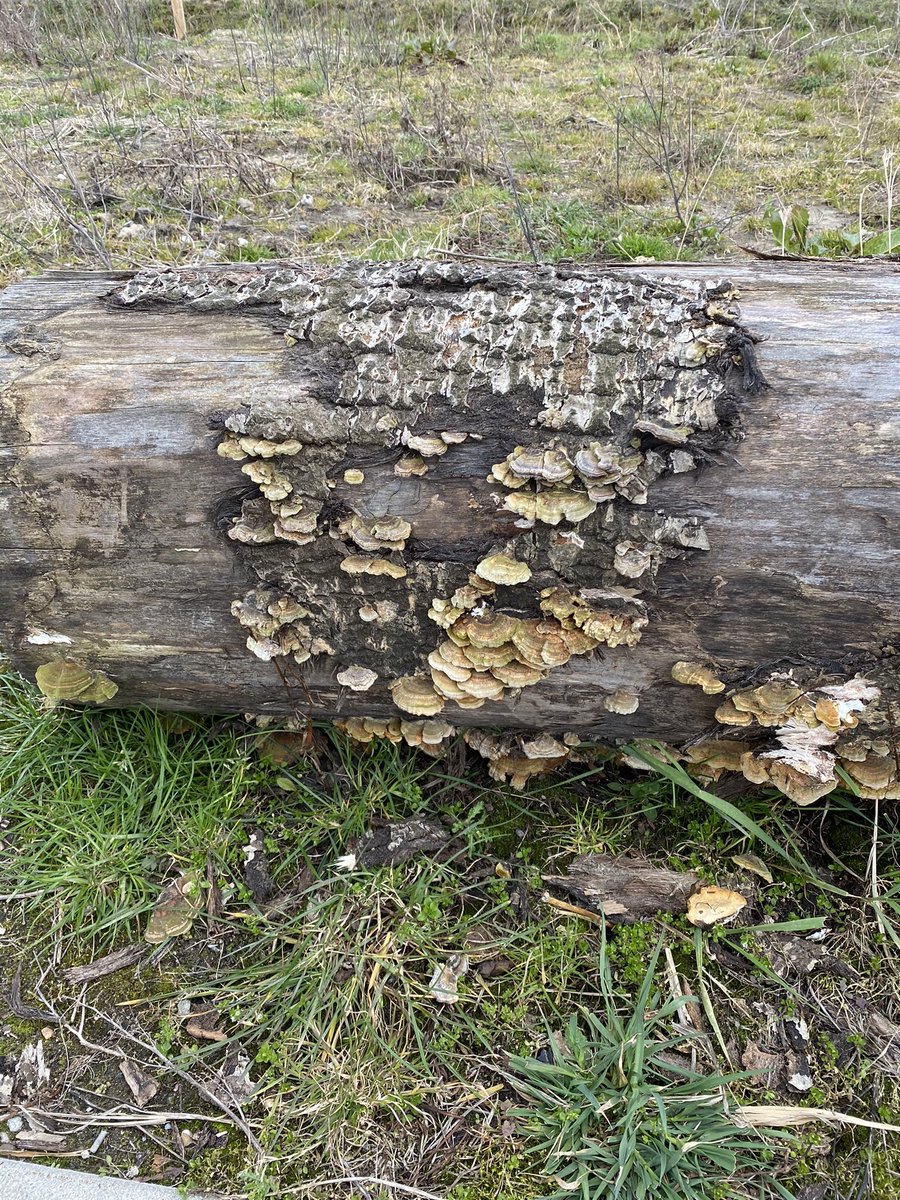 Vanmiddag met Heleen “ommetje” in de Nieuwe Driemanspolder. Mooi nieuw natuur/recreatie/waterbergings-gebied. Goed dat Provincie, Zoetermeer, Leidschendam-Voorburg en Den Haag dit samen realiseerden.