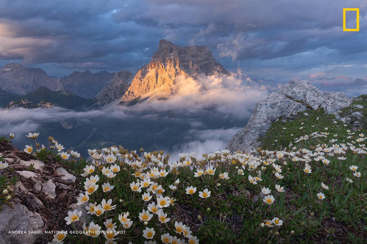 NatGeo's tweet photo. Alpine wildflowers trim the edge of a cliff face overlooking the Dolomites in this tranquil scene captured by Your Shot photographer Andrea Sagui https://t.co/ZtKpauqcHy