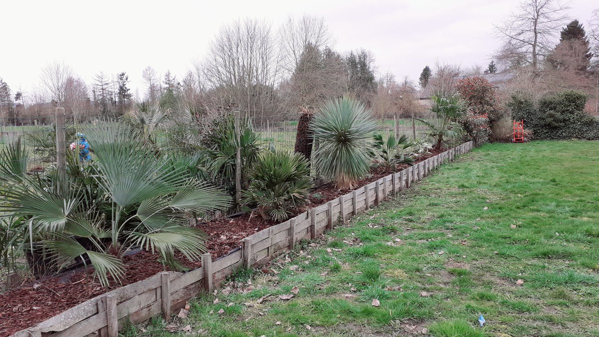 JmC4c's tweet photo. Enkele uurtjes aanplant. 🌴🌴🌴
Remmen is angst... je gaat hard of je slaapt verder😛😛😛
Geen 10-jarenplan
#thewaytosuccesistonevergiveup
#Trachycarpus princeps, #Chamaerops vulcano, #Yucca rostrata, #Fatsia japonica spider web, Trachycarpus fortunei.... https://t.co/byhqEuRPIH