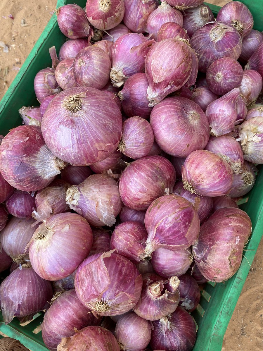 sentol_221's tweet photo. Voici de belle oignon produit au Sénégal 🇸🇳 (Thies) 
Prix 🏷: 1kg à 350f https://t.co/ZG2doOj09I