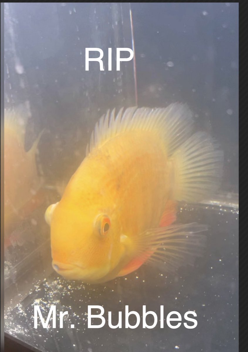 bohannibal's tweet photo. It’s sad day Mr. Bubbles didn’t make it. After ten days of treatment he has passed on. #RIP #mrbubbles Send all donations to $bohannibal #homegoingservice https://t.co/Ulw7Lt40sm