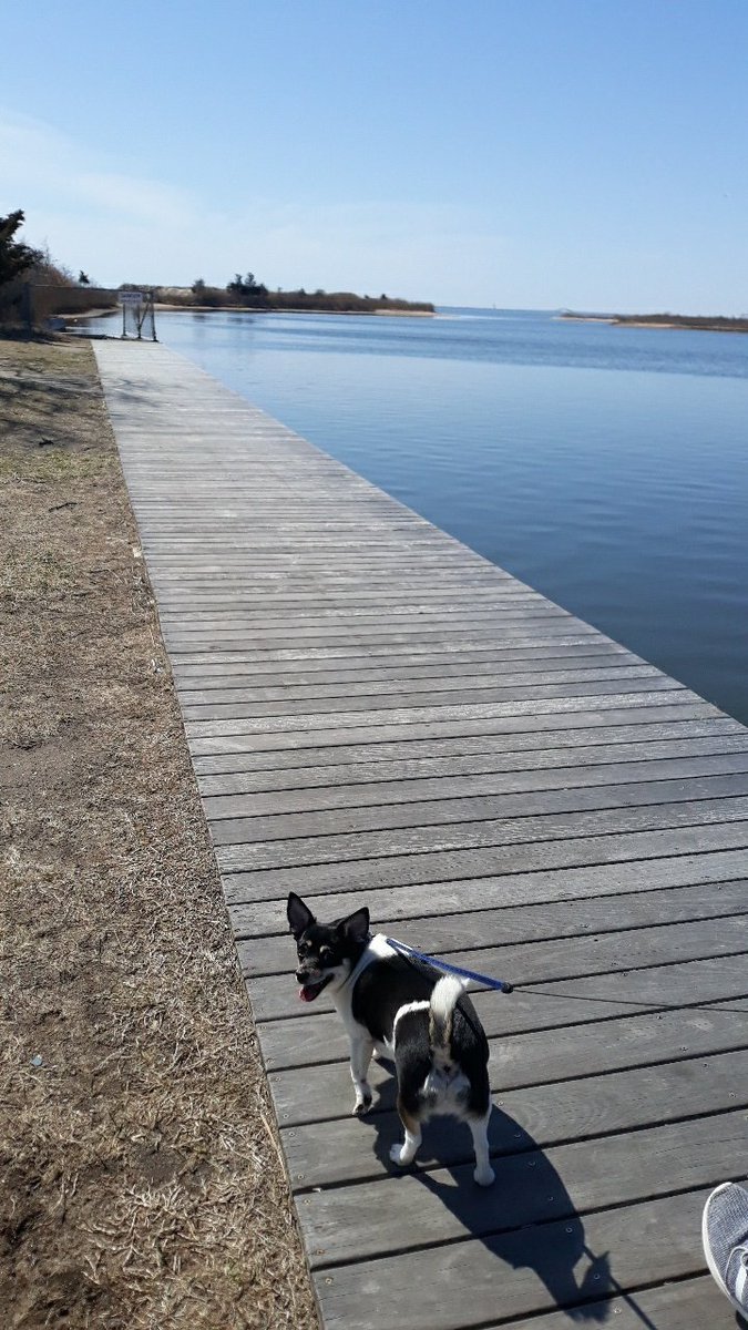 alliruggieri's tweet photo. A pups life https://t.co/MeTgG2lTm8