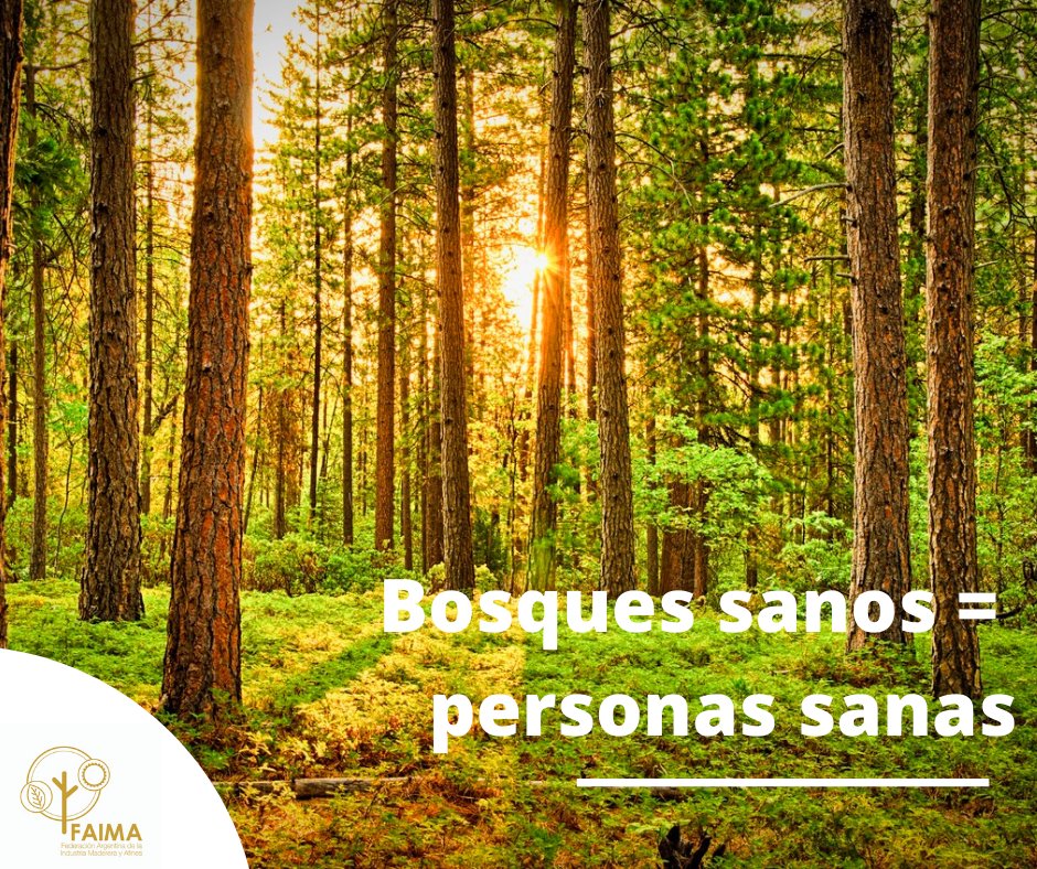 FAIMAargentina's tweet photo. :21 de marzo-Día Internacional de los Bosques::: 🌳
👉¿Sabías que los bosques aportan beneficios para la salud de todos, como aire fresco, alimentos nutritivos, agua limpia y un espacio para la recreación? #IntlForestDay #díainternacionaldelosbosques https://t.co/A31MGOtqhr