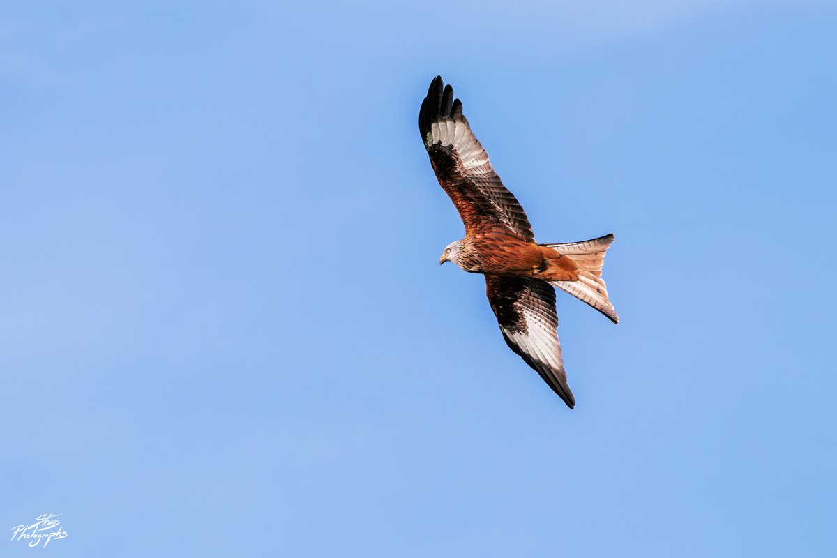 littleclibe's tweet photo. 😀Close encounters with a "Red Kite" These are magnificent #birdsofprey #TwitterNatureCommunity  #BirdsSeenIn2021 #nature #birds #wildlife #photooftheday #BBCWildlifePOTD #NaturePhotography #ThePhotoHour #ThePhotoMode  @LensAreLive
 #Positive21 #NotAlone #StaySafe https://t.co/rlBwRBebkk