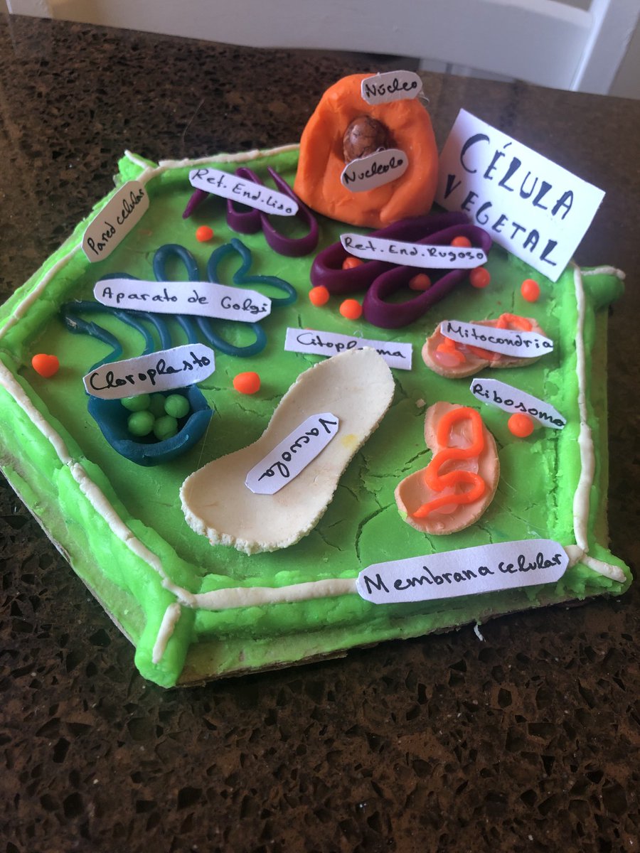 psacera's tweet image. Me encanta esta célula eucariota vegetal #womendoscience ; Primero de la ESO a tope! No la he hecho yo, eh?