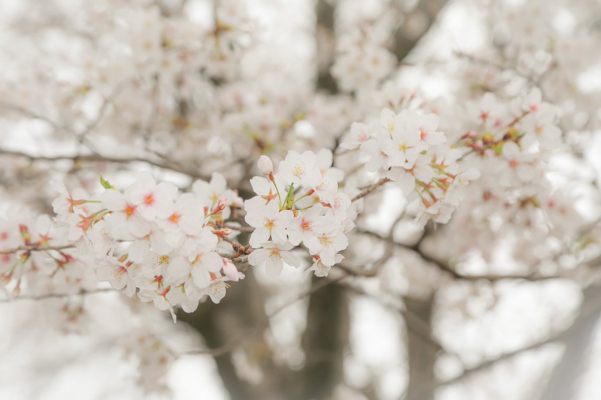 I pray from the bottom of my heart that you will find peace in your mind and body.

#さくら⁠ ⁠⁠ ⁠ 
#sakura⁠ ⁠⁠ ⁠ 
#cherryblossom⁠ ⁠⁠ ⁠ 
#写真好きな人と繋がりたい 
#写真を撮るのが好きな人と繋がりたい 
#ファインダー越しの私の世界 
#canon5Dmark4
#健軍自衛隊通り