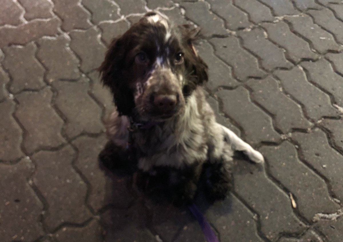 sarahrainsford's tweet photo. 15 minutes I stood there saying ‘toilet!’. Smudge looked blank (though admittedly cute). 5 mins later she peed at home. 

#Smudgelife https://t.co/5eN0tu3V40