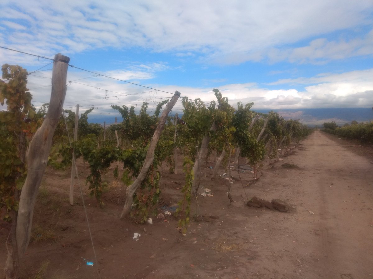 paladar_noir's tweet photo. Recorrida por los viñedos en El Cepillo con Fabián Vicario Biplano / Solito Va 
@BiplanoWine https://t.co/Yaikq9KV7Q