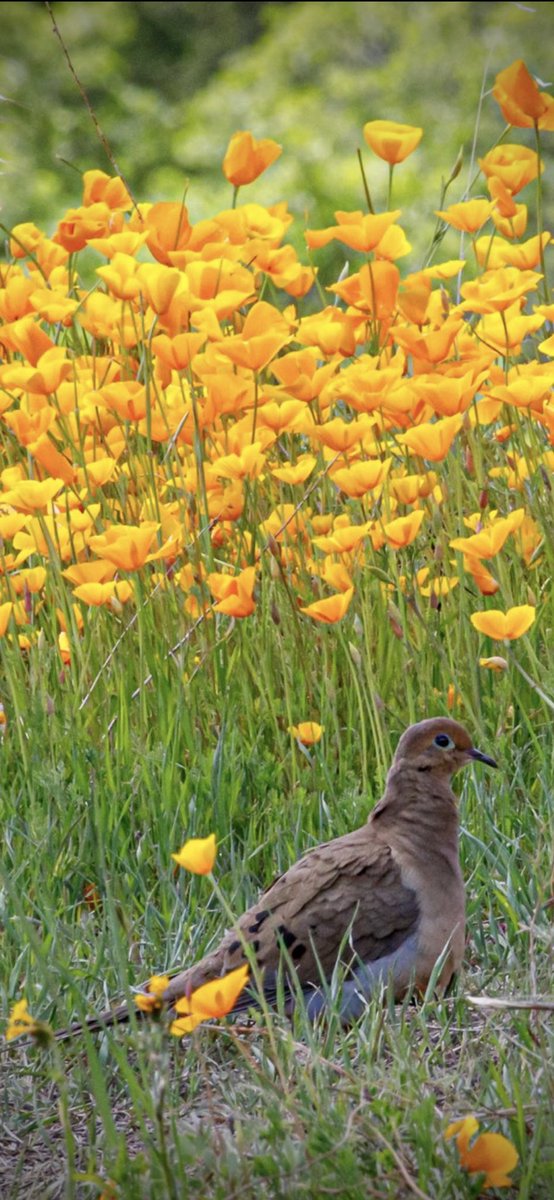 RossGoza's tweet photo. Springtime iPhone Wallpaper | Pine Flat Lake, CA. https://t.co/yt74s5PDjC