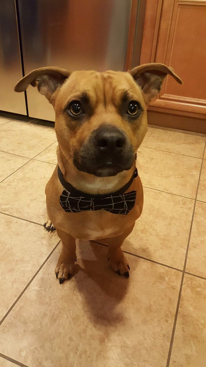 Kelli_Marie90's tweet photo. @alannarizzo I love pitbulls! They are incredibly sweet and seriously misjudged by many unfortunately.. My nephew pup 😍🥰 https://t.co/dwZkxxSYWA