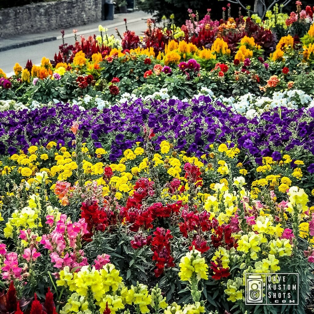 DaveKustomShots's tweet photo. Because the spring is now here, let colorize our lives a litle bit more.
#OutdoorShooting #NatureArt #SpringSummer #Petal_Perfection #SummerMood #NatureLover_GR #SummerFeeling #NaturePic #Nature_Cuties #SummerReady #Nature_Up_Close #NatureHippys_ #Nature… https://t.co/B6IlD8F0G7 https://t.co/Ev13tpVofz
