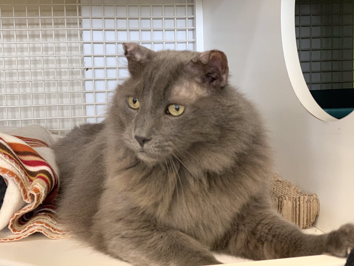 AcousticKitty's tweet photo. @TheFirstCatUS Burt from @KittenRescue is ready for his White House debut. Erudite and sweet, Burt’s purrfect for his diplomatic debut. https://t.co/mo9etIc0qa