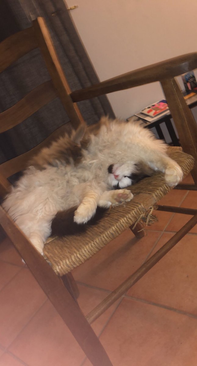 PSovietique's tweet photo. les goat je me suis fait supprimer mon twitter faisons des raids on s'arrête pas     gênant le chat https://t.co/owV5vnXzFg