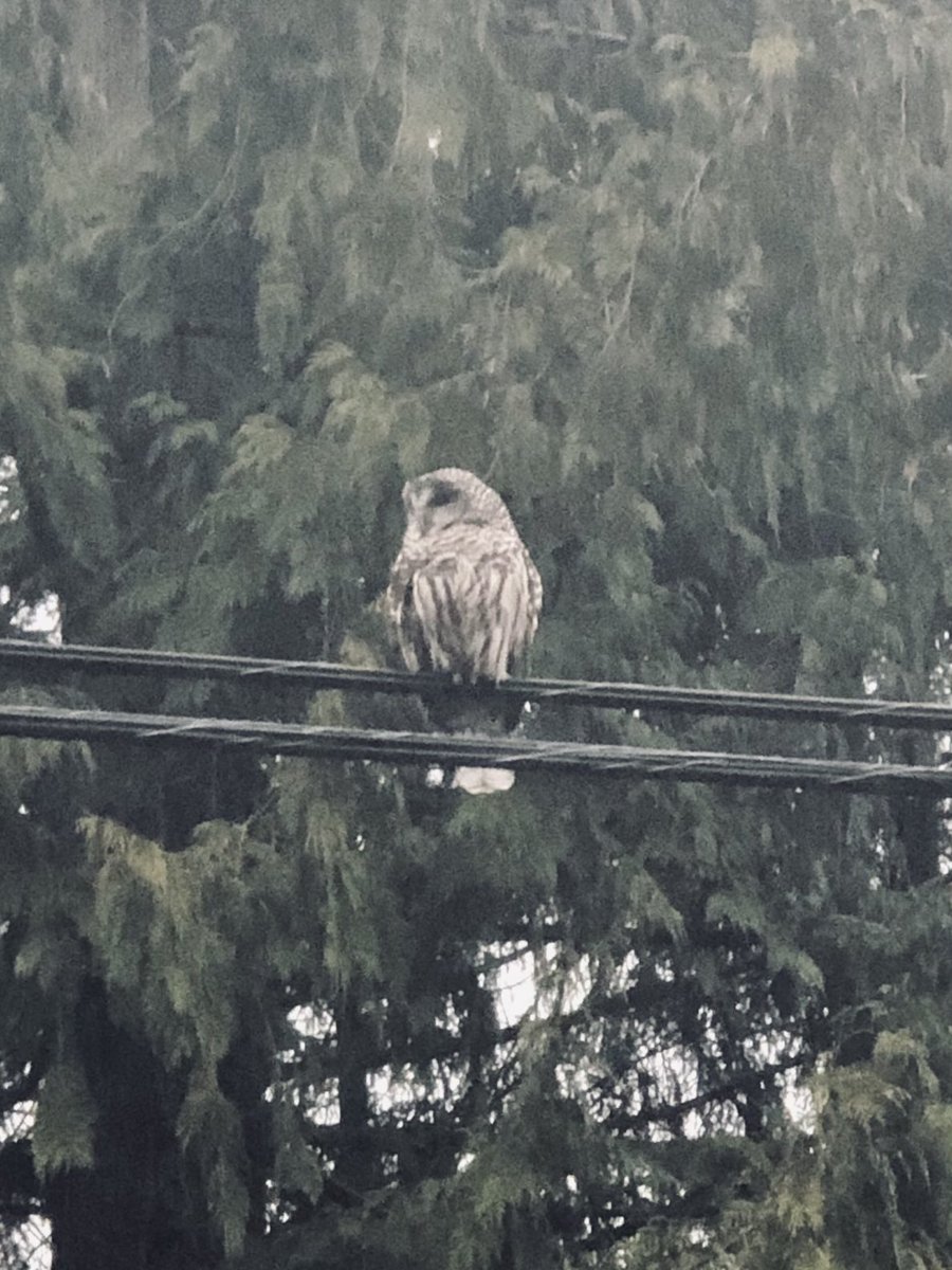 thierck's tweet photo. We werenβt the only wise ones out in the rain this morning. Great sight on our run #thisissixty https://t.co/yLWLnWMK7s